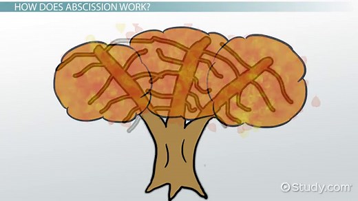 Leaf Abscission | Definition, Layers & Process