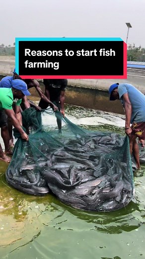 Reasons to Start Fish Farming Today