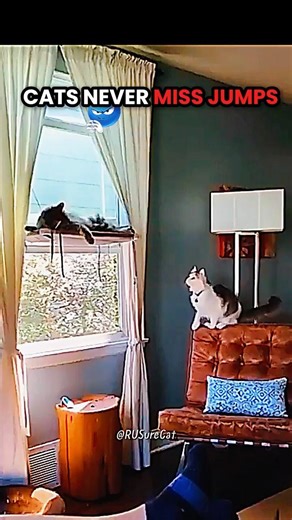 Cats Never Miss Jumps 💀 #cat #catshorts #trollfaceedit