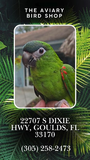 🦜 Aviary Bird Shop on Instagram: "Friendly, intelligent, and full of personality! This beautiful Hahn’s Macaw is now available and ready for a new home. Known for their playful nature, strong bonding, and compact size, Hahn’s Macaws make wonderful companions for the right family. 📞 Phone: (305) 258-2473 📍 Location: 22707 S Dixie Hwy, Miami, FL 33170 For more information, pricing, or to visit, please call or message us"