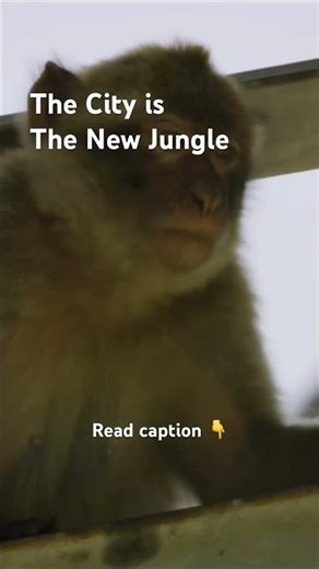 Barbary macaques adapt to city life. smart, social, but losing their wild instincts #macaques