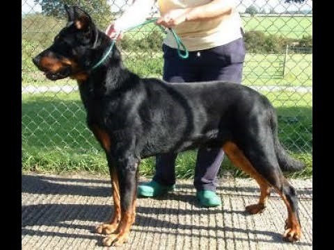 Rotterman: The PERFECT CROSS between Rottweiler and Doberman | Characteristics and Care