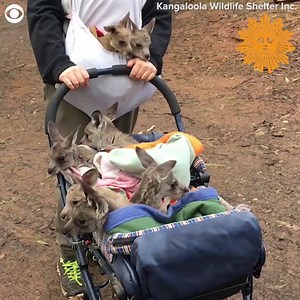 170K views · 8K reactions | These baby kangaroos love to go on walks! The joeys got together to take a ride in a baby stroller. The Kangaloola Wildlife Shelter Inc. in Australia shared the video of their stroll earlier this month. https://cbsn.ws/3dF2nlS | CBS Sunday Morning | Facebook