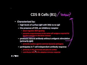 Immunology: cd5 B cells (B1)
