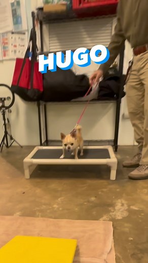 Who doesn’t love an agility chihuahua! Hugo is a ⭐️ training dog & masters everything he tries! #asheville #ashevilledogtraining #positivereinforcementdogtraining #dogagility #dogstar | Fairview Boarding