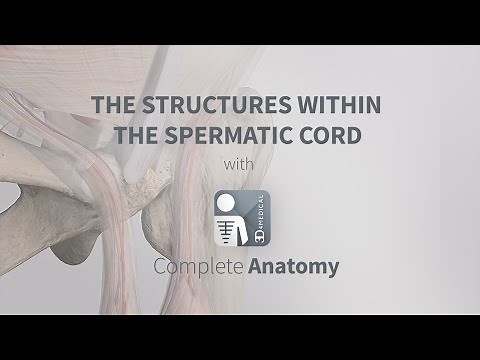 The Structures Within the Spermatic Cord | Complete Anatomy