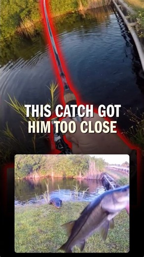 Close call everglades 👀