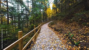 Walking along forest path among autumn trees, forest path with wooden railings covered with autumn yellow deciduous trees and golden leaves.