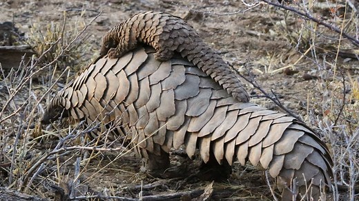 Pangolin Reintroduction Project | Pangolin Conservation at &Beyond Phinda