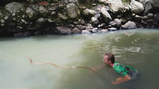 Releasing a wild king cobra known for hunting and eating other snake species