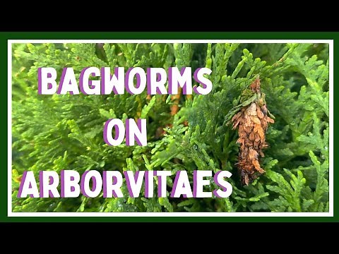 How to Kill Bagworms🐛| Bagworms on Arborvitaes