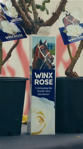 16 reactions | Bright white blooms with the heart of a champion. 懶 A rose that honours Winx’s legacy, with part proceeds supporting the National Jockeys Trust. #winx #winxrose #knightsroses #roses #gardeningaustralia #gardening #roseseason #barerootroses | Knight's Roses | Facebook