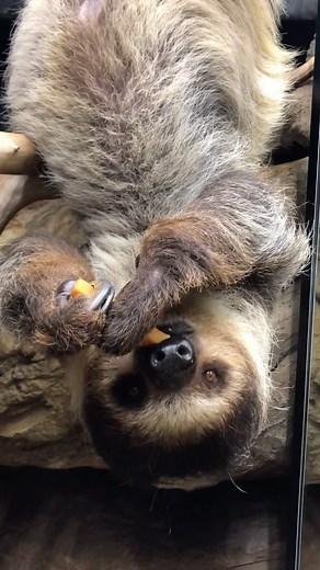 5K views · 312 reactions | Sound on for sloth smackin’! What do you think Lua is eating?  Keeper Erin #asmr #cute #animals #sloth #eating #memphiszoo | Memphis Zoo | Facebook