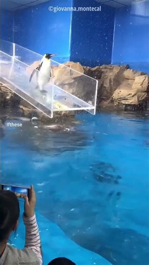Penguin Slipped like cartoon character