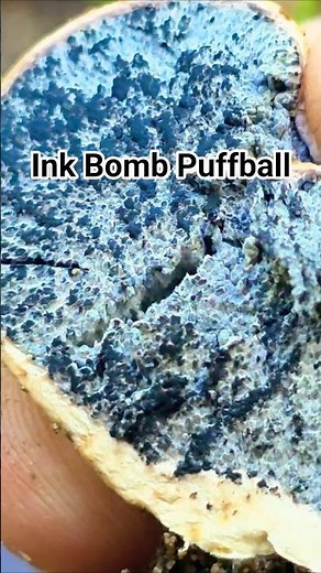 Crack Open the Inkbomb Puffball