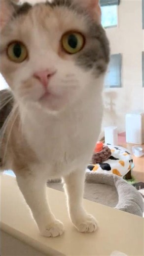 I can actually have a conversation with my cat, what?