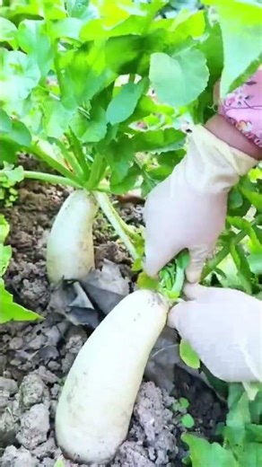pull out a turnip in just seconds #farming #agriculture #shorts
