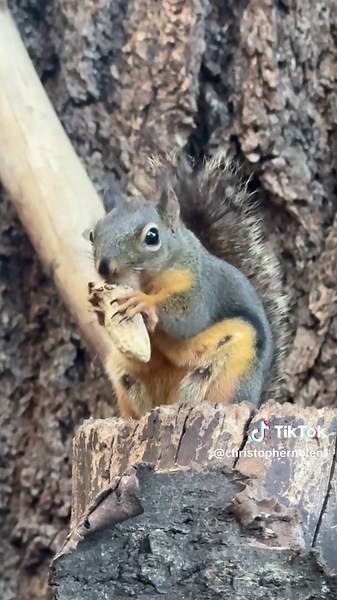 Douglas squirrel nursing babies: how many can she feed?