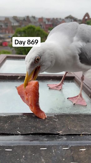 Day 869 of feeding my pet seagull to gain his trust - rainy days makes steven sad… luckily salmon is the cure. soo we always keep the fridge stocked 🥹 #fyp #foryou #seagull #feedingsteven #salmon #food