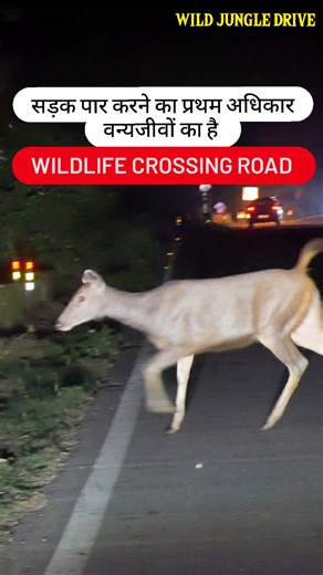 Adeeb Faisal Vlogs | Hog Deer Sighting in jim corbett national park | hog deer in india | hog deer video | hog deer call ( @WildJungleDrive ) Your Queries -... | Instagram