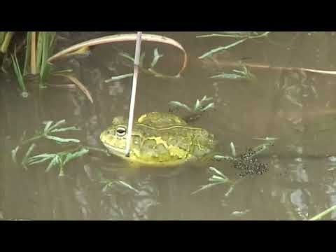 Croaking - The difference between Pyxicephalus Adspersus & Pyxicephalus Edulis croaking sounds