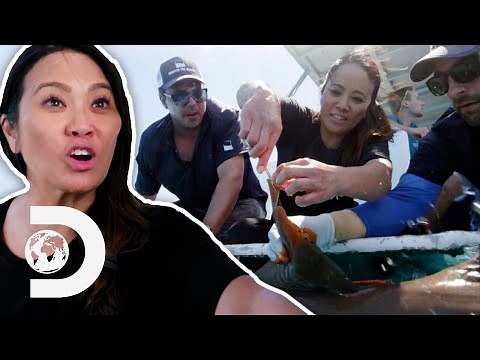 Dr. Lee Performs Surgery On A Shark | Dr. Pimple Popper Pops Shark Week