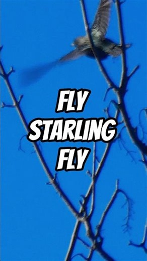Fly Starling Fly #birds #shorts