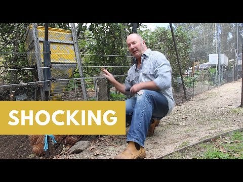 Netting and electric fence to protect your garden and chickens