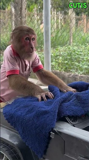 Super funny! Monkey cleaning car😂 #cutis #monkey #funny #babymonkey #animals