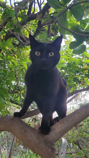 Ninja in the lemon tree #cat #animallife #cuteanimal #cute #anmals #cutecat #cuteanimals