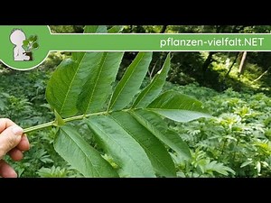 Zwerg-Holunder - Blatt/Blätter - 23.05.18 (Sambucus ebulus) - Bäume (Blätter) Bestimmung