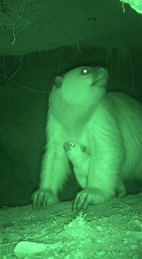 Fossiomannus with Babies vs Sinornithosaurus Jurassic Mammal in a Burrow