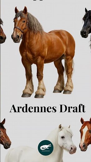 Ardennes Draft Horse 💥🐴.The Ancient Power of Europe