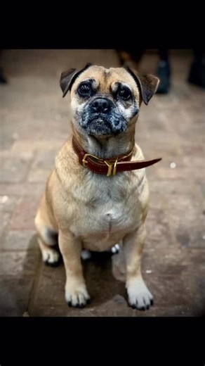 A week ago today I had to say goodbye to my little Dougie,, It’s been the hardest week not having him around. When Matt brought him for me all those years ago it was one of my happiest moments. Doug was always there in my happiest and lowest times, he always manage to make you feel it’s gonna be ok. Purely To the fact as well when I was going to feed him 😂A huge thank you everyone who has help me with Doug, I am forever grateful. I love you Doug you are a legend. | Rachel Stephens