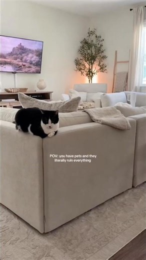 🔥Fix Couch Fabric Destroyed by Cat Claws 🐈😇| Real Review🫶💛 #PetOwnerHack #DIYHome