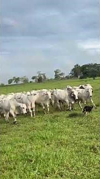 RESPECTABLE WORK! 😱 BORDER COLLIES Controlling the Herd with Precision