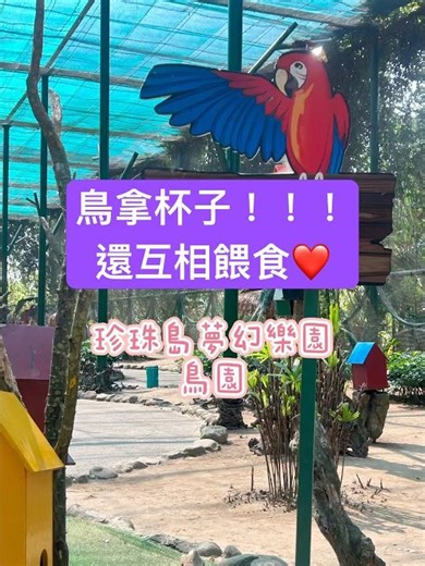珍珠島夢幻樂園#鳥拿杯子#互相餵食#孔雀開屏#鴛鴦#非洲灰鸚鵡#越南#中越#會安#峴港#旅遊