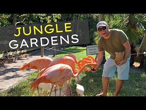 Jungle Gardens Sarasota Florida INFORMATIVE GUIDE | 🦩 Feeding Flamingos 🦩