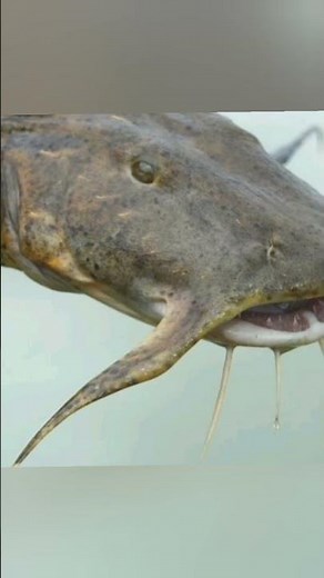 The Giant Goonch Catfish: A River Monster of South Asia