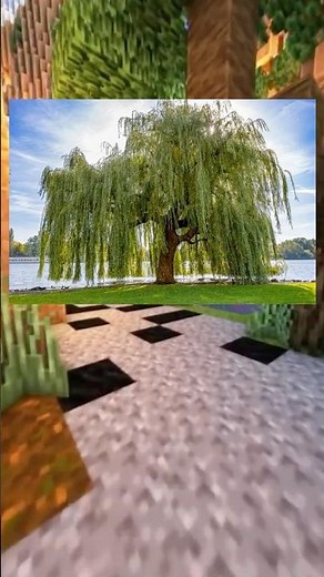 Why Willow Trees Changed Medicine ...
