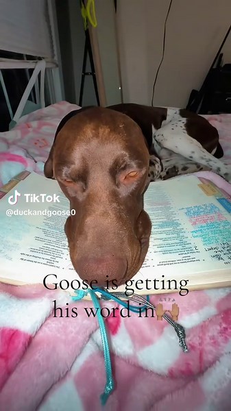 Goose's Bible Reading Tips for Dog Lovers