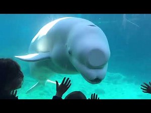 Beluga Whale Interacting with Kids @ Mystic Acquarium