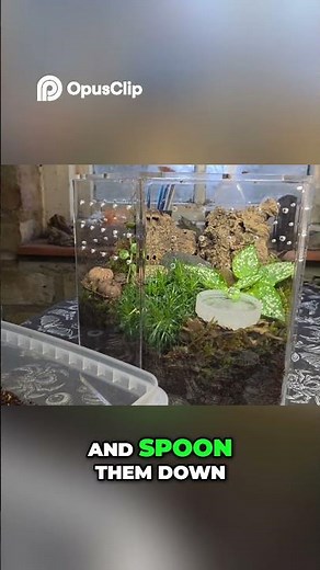 Tiny Yellow Springtails Transform Your Terrarium!