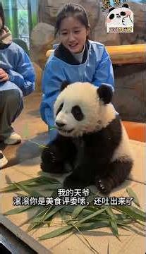 Try Not to Laugh Challenge 🐼 Baby Panda Gun Gun's Funniest Moments