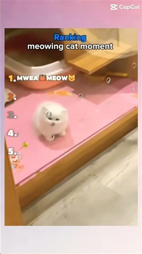 Best cat Meowing Moments #music #remix #funk #song #phonkmusic #audio #roblox #funny #owl #phonk.