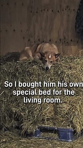 Old barn dogs are TOO SMART