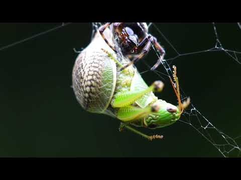 The Secret Life of Tarantul-Forest Hunter and Burrow Builder