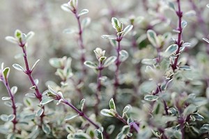 What can I grow in thin soil over builders' rubble?