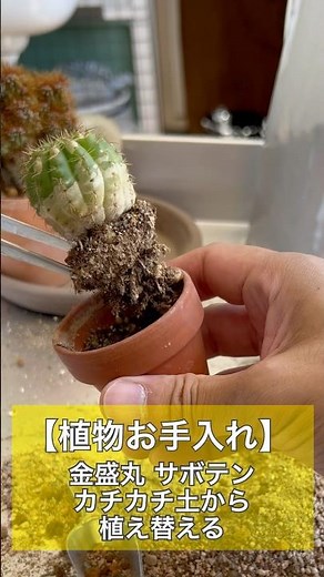 【植物お手入れ】金盛丸 サボテン カチカチ土から植え替える #ベランダガーデニング
