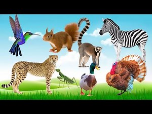 Collection of cute animal sounds: Cow, Cat, Chicken, Dog, Sheep, Cat, Horse - Cute Animal Moments